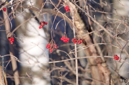 Red rowan berries after winter
