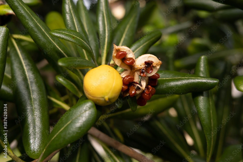 Bright yellow berries open in autumn to reveal brown seeds inside. Close up with shallow depth of field. Bright yellow berries open in autumn to reveal brown seeds inside. Close up with shallow depth of field.