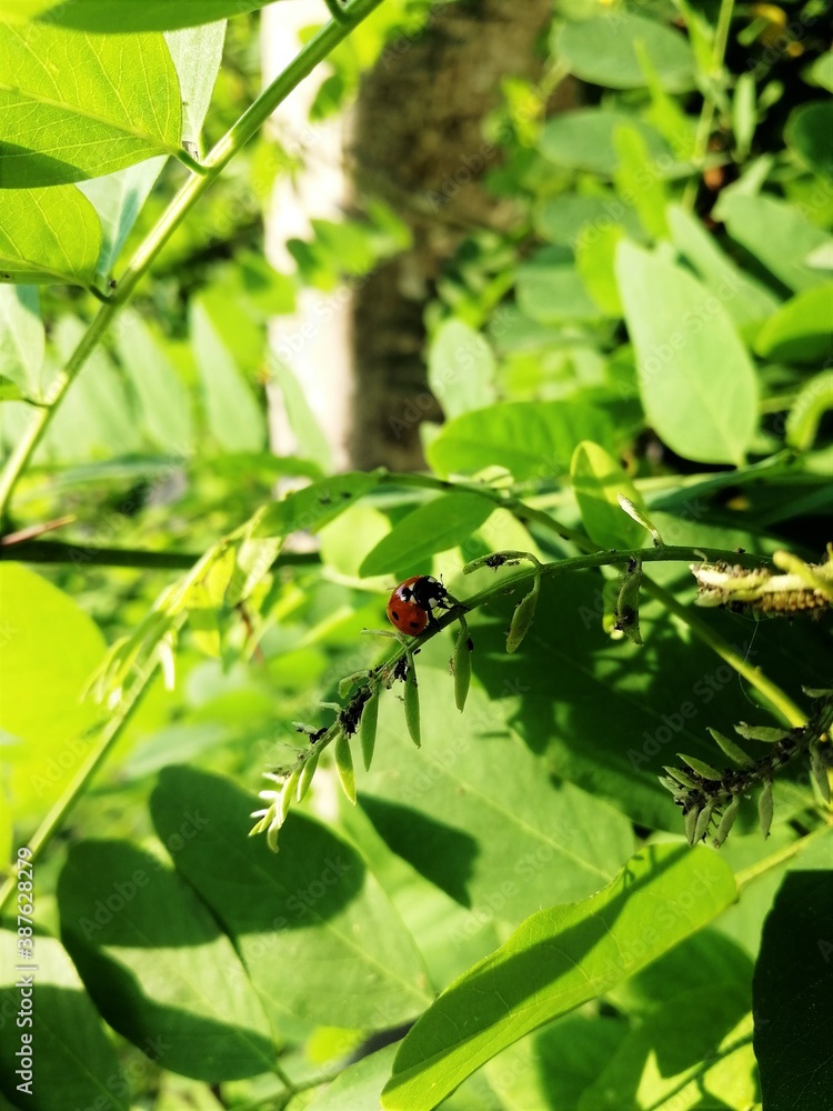 ladybug in spring among the leaves