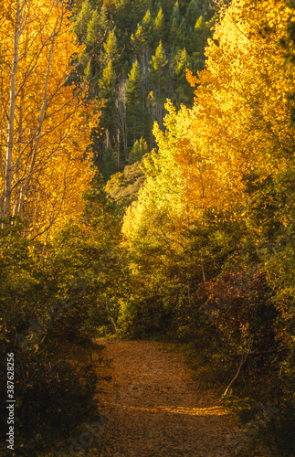 Autumn trail in the sunrise