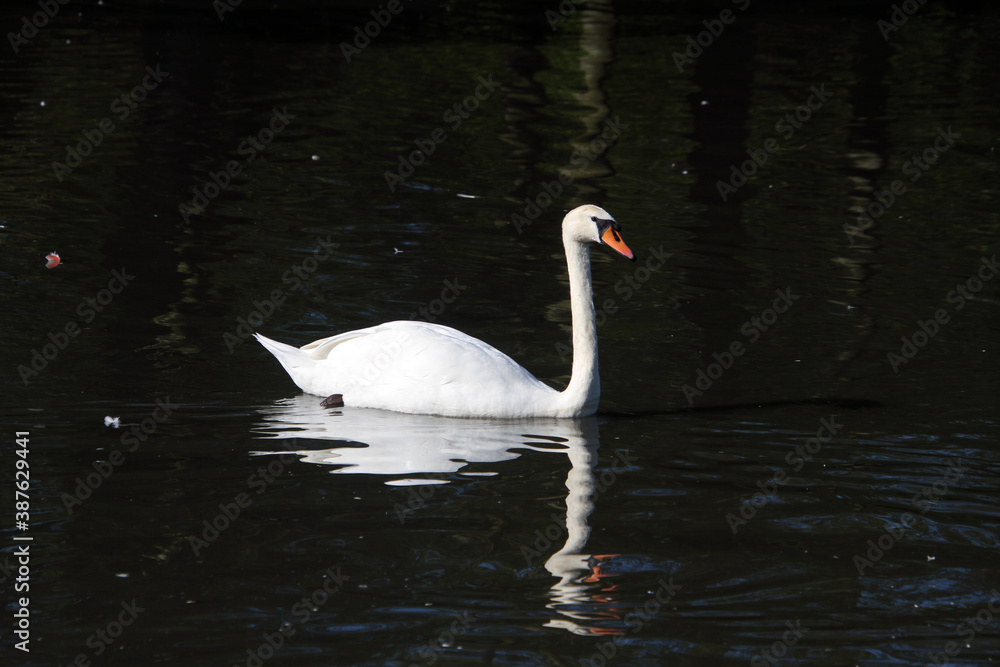 Fototapeta premium A close up of a Mute Swan