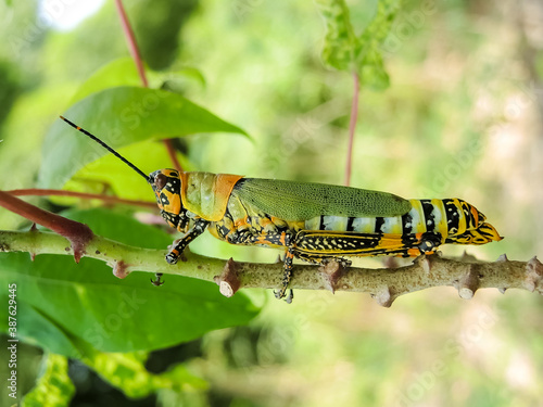 Green lobster clinging to a branch