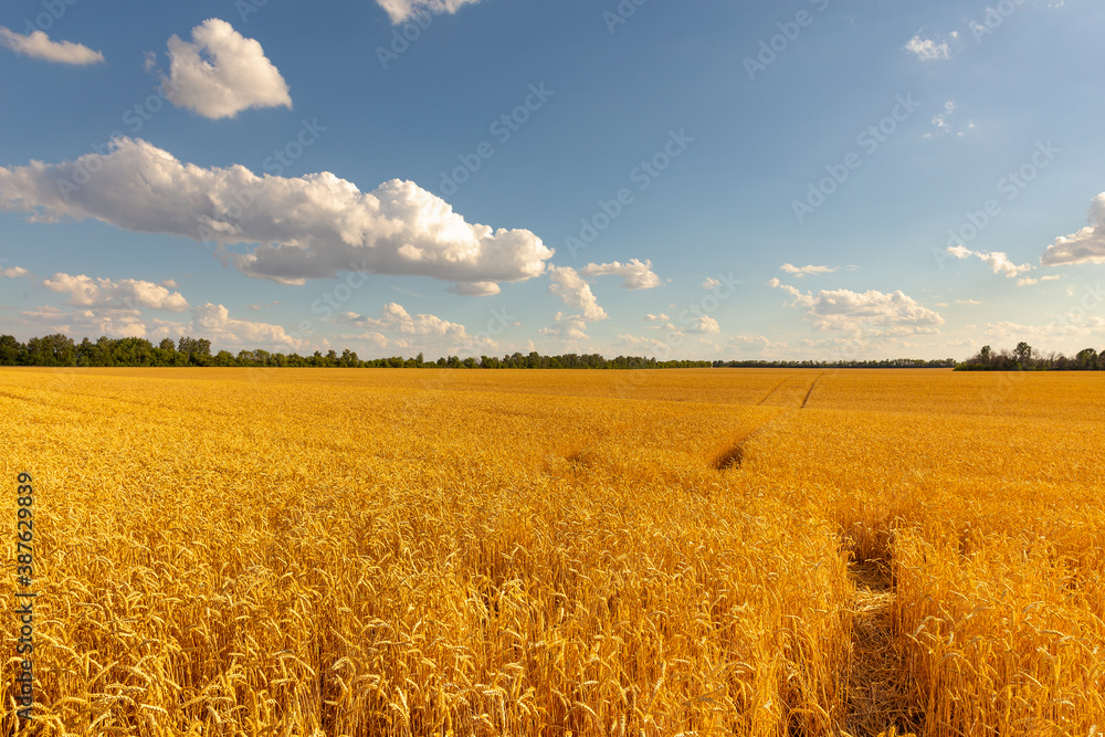 Yellow wheat field. View of a huge wheat field on a sunny day.