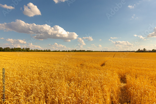 Yellow wheat field. View of a huge wheat field on a sunny day.