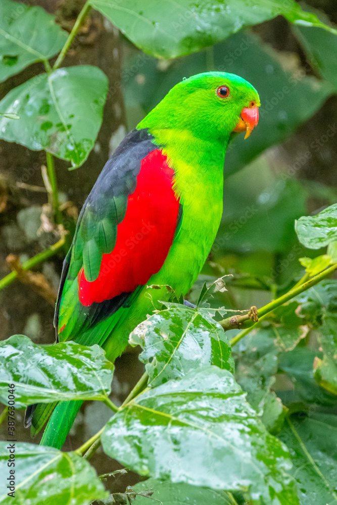 the green lorikeet the green lorikeet