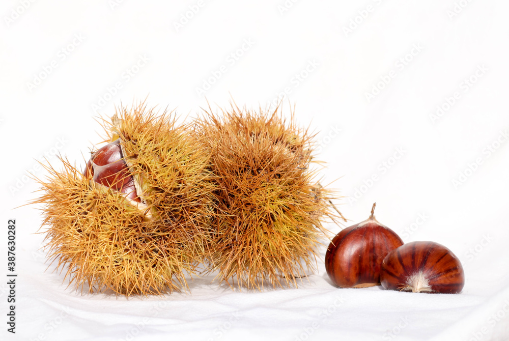 chestnuts isolated for background
