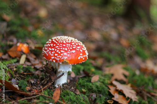Mushrooms in autumn in the forest