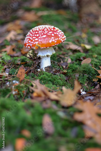Mushrooms in autumn in the forest