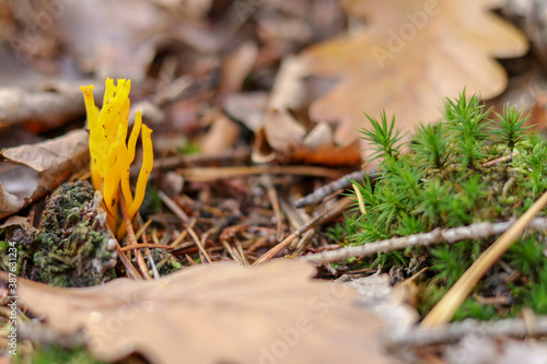Mushrooms in autumn in the forest
