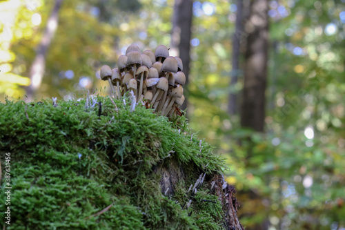 Mushrooms in autumn in the forest
