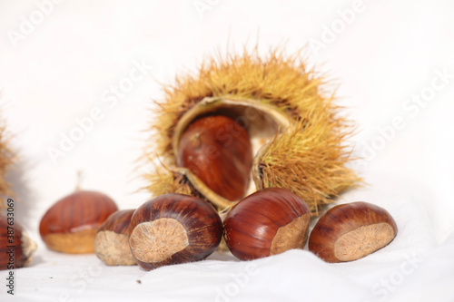 chestnuts thorns shell isolated for background