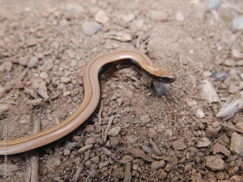 Closeup of an Anguis fragilis, reptile called also Slowworm,blindworm is a legless lizard Closeup of an Anguis fragilis, reptile called also Slowworm,blindworm is a legless lizard