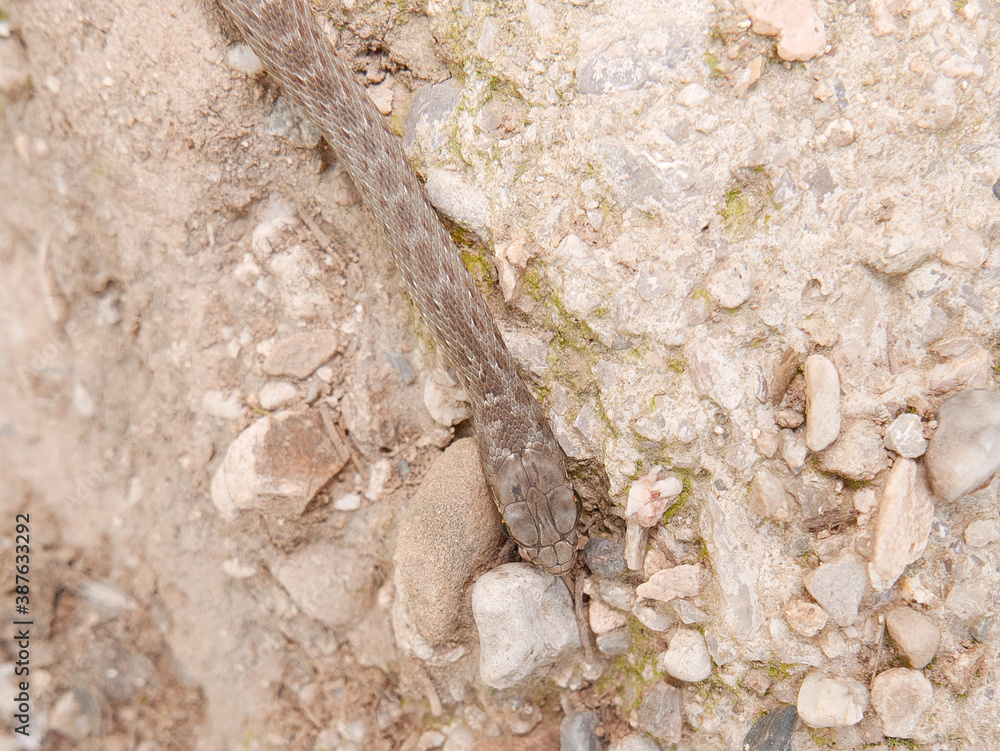 Naklejka premium closeup of a head/eye of a snake, Malpolon monspessulanus, montpellier snake