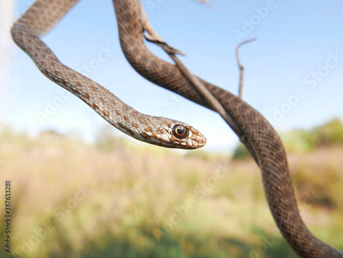 closeup of a head/eye of a snake, Malpolon monspessulanus, montpellier snake