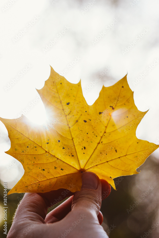 Autumn Leaf, Fall Mood, Maple Leaf, Nature, Trees, Botany, Yellow, Golden