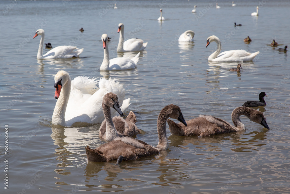Little swan chicks swim next to their parents.
Little swan chicks swim next to their parents.