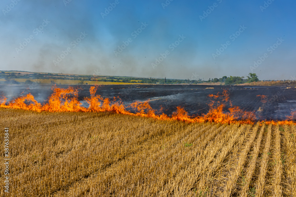 Artificial set fire to the harvested wheat field. Farmers deliberately set fire to it. Air pollution.