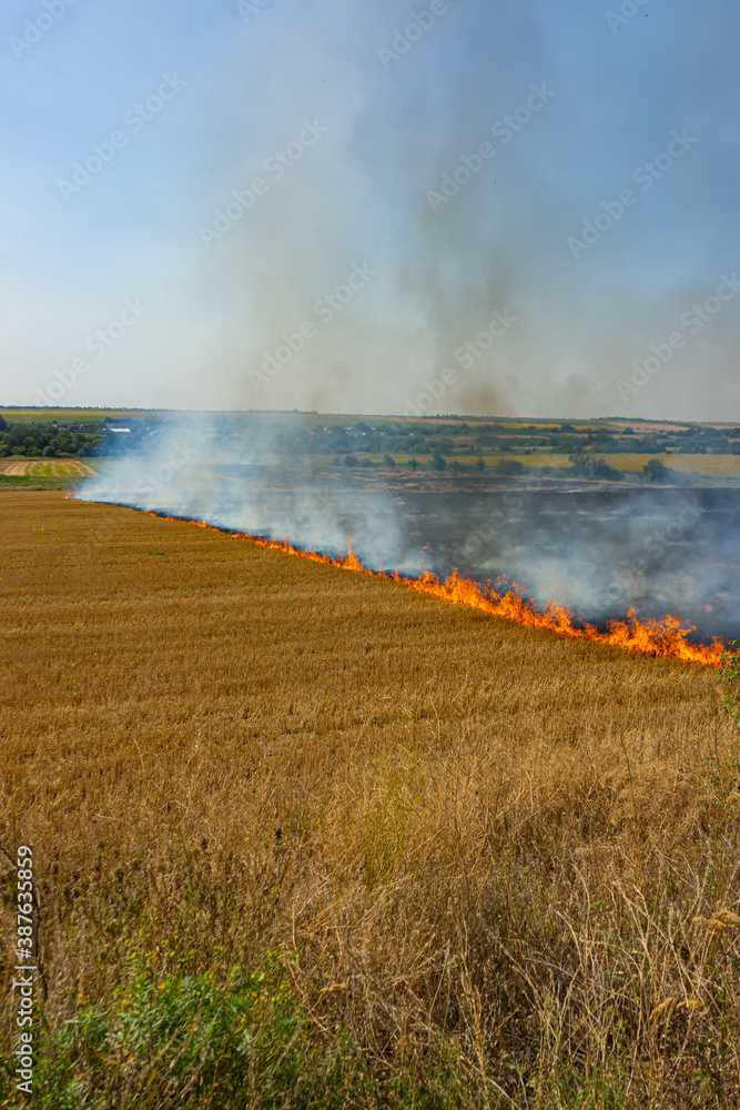 Artificial set fire to the harvested wheat field. Farmers deliberately set fire to it. Air pollution.