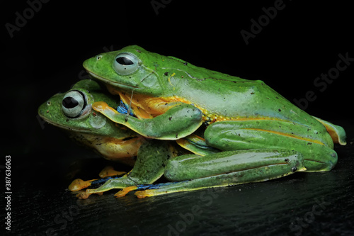 Two green frogs are resting.