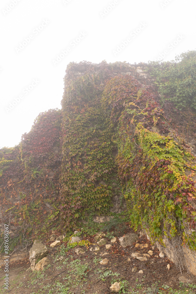 A building covered of red, green and yellow plants