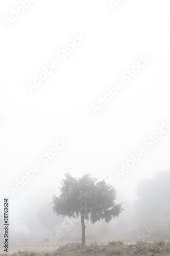 Tree in a foggy weather in autumn