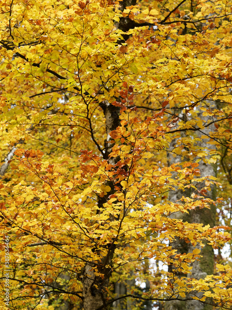 (Fagus sylvatica) Buche oder rotbuche. Alter Stamm mit grauer, glatter Rinde und Zweigen mit herbstlichen Blättern (Fagus sylvatica) Buche oder rotbuche. Alter Stamm mit grauer, glatter Rinde und Zweigen mit herbstlichen Blättern