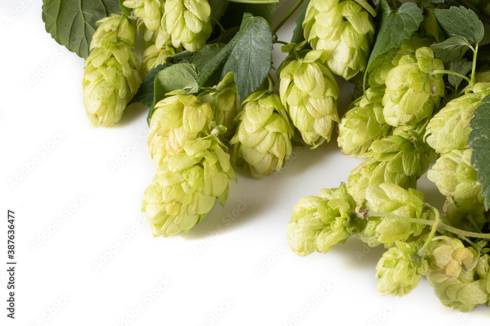 Fototapeta premium isolated image of hops close up