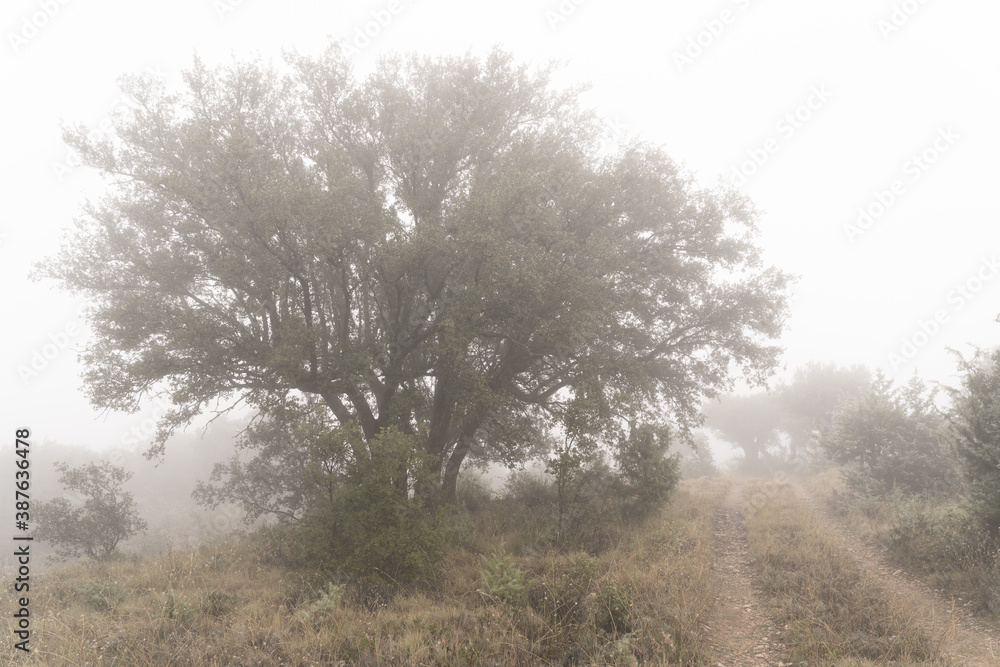 Misty view with a big tree and a sandy road