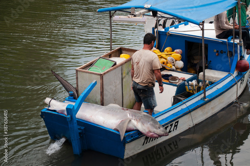 Sticker Men arriving at the fishing port with dead sharks