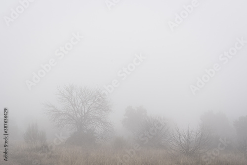 Foggy field with bushes and trees