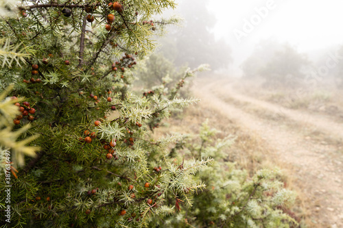 Obraz na płótnie Misty, sandy road and a bush with red berries w salonie