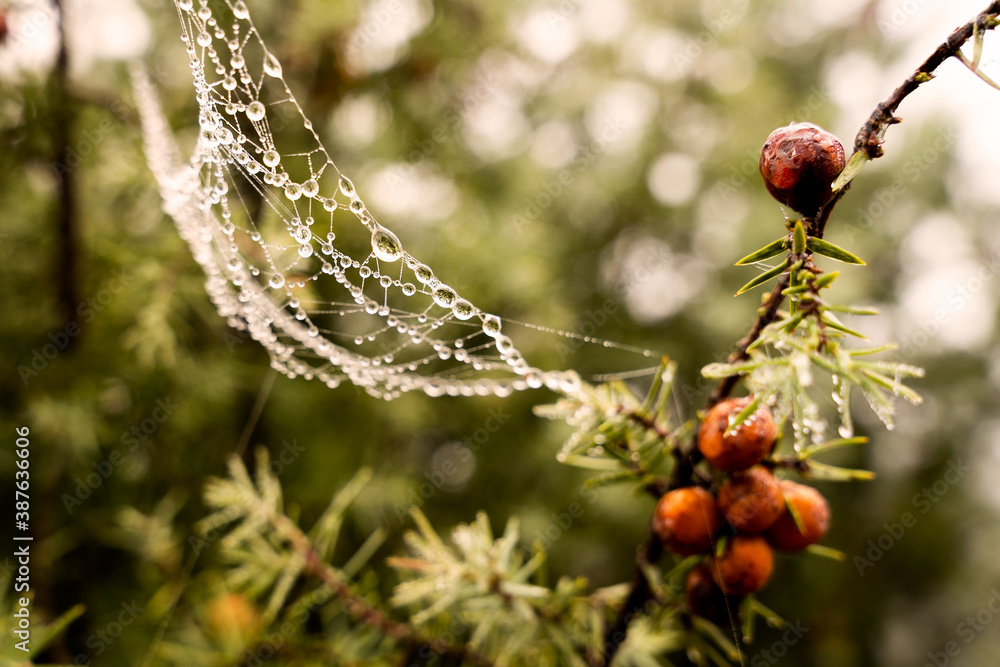 Red berries and dewy spiderweb in bushes