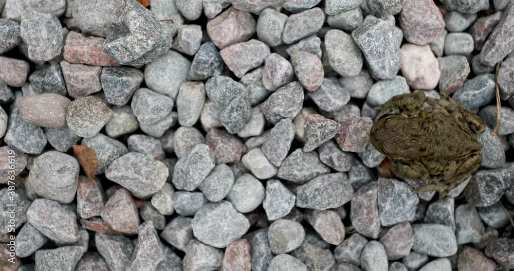 common frog moving, hopping on gravel seen from side and above in Scotland. common frog moving, hopping on gravel seen from side and above in Scotland.