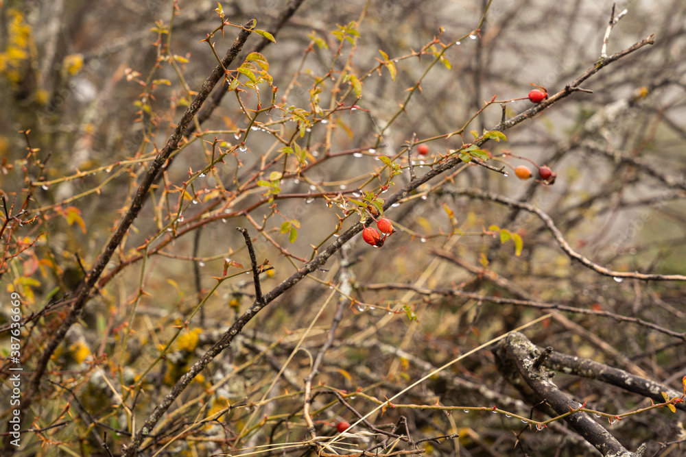 Red berries on a bush