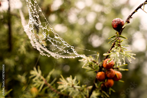 Obraz na płótnie Red berries and dewy spiderweb in bushes w salonie