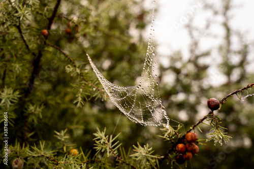 Red berries and dewy spiderweb in bushes