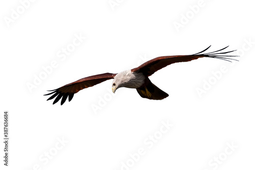 A medium-sized raptor with a rounded tail unlike other kites. Adults are unmistakable with a white head and breast contrasting with otherwise brick brown plumage. Juveniles are a darker brownish-black