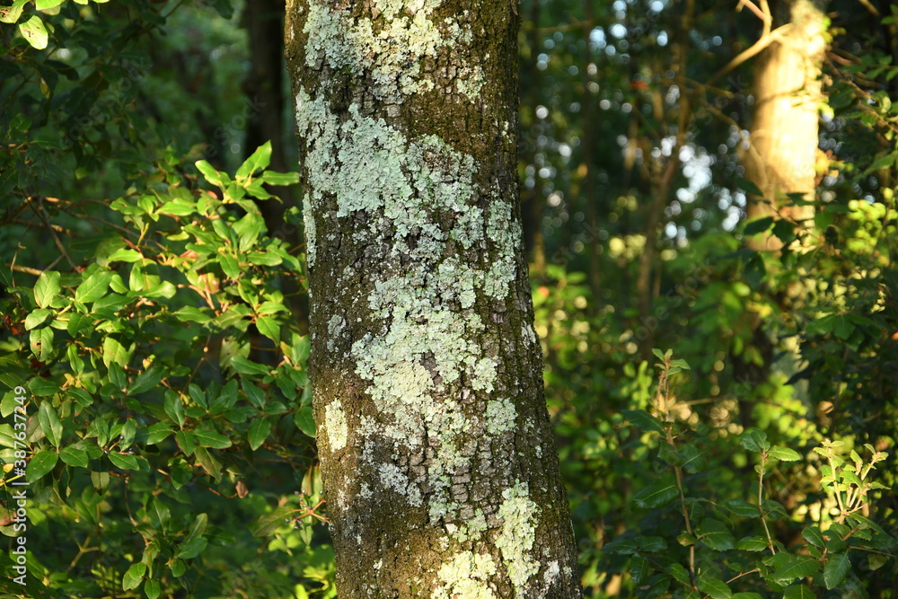 Fototapeta premium detail of trunk of an oak tree in a forest