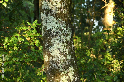 detail of trunk of an oak tree in a forest