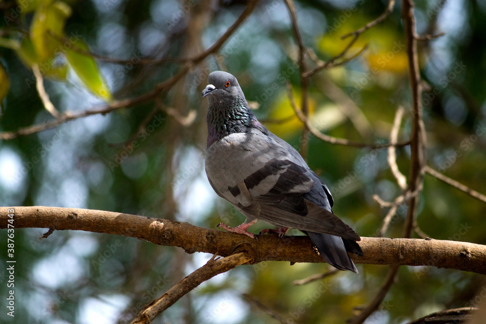 pigeon bird resting on a branch pigeon bird resting on a branch