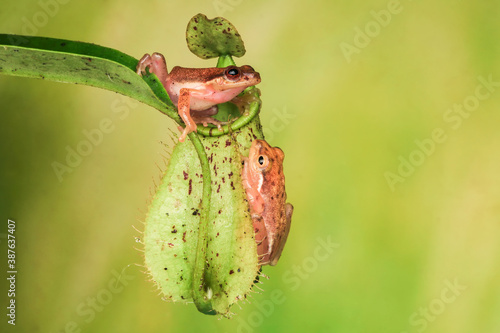 A pair of yellow frogs are resting on the nephentes. photo