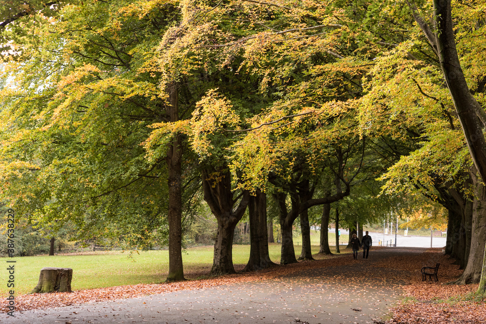 Naklejka premium autumn tree in the bristol clifton down