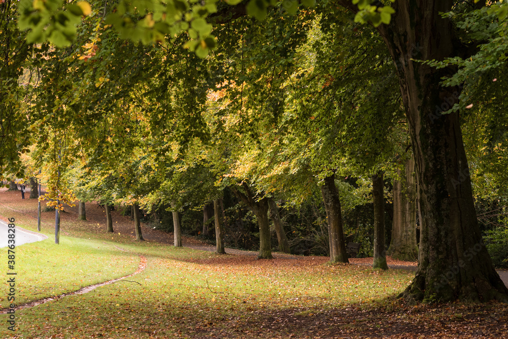 autumn tree in the bristol clifton down