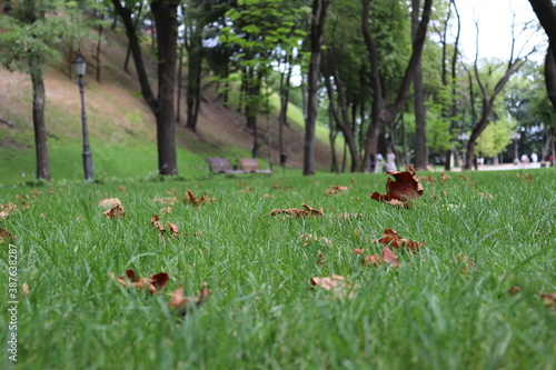 Autumn park in Kiev, a lawn of green grass with leaves.