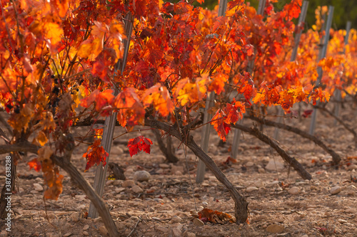 Vineyards with autumnal red leaves in the Campo de Borja region, near the small town of Magallon, Aragon, Spain. photo