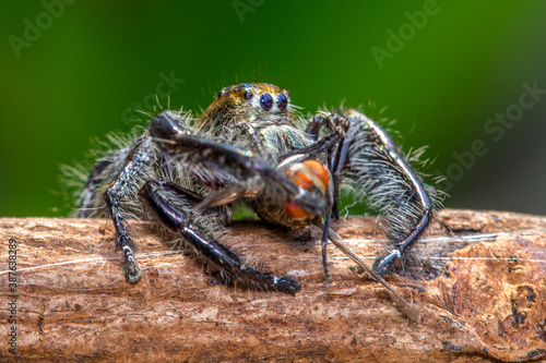 Adult Male jumping spider Hyllus diardi