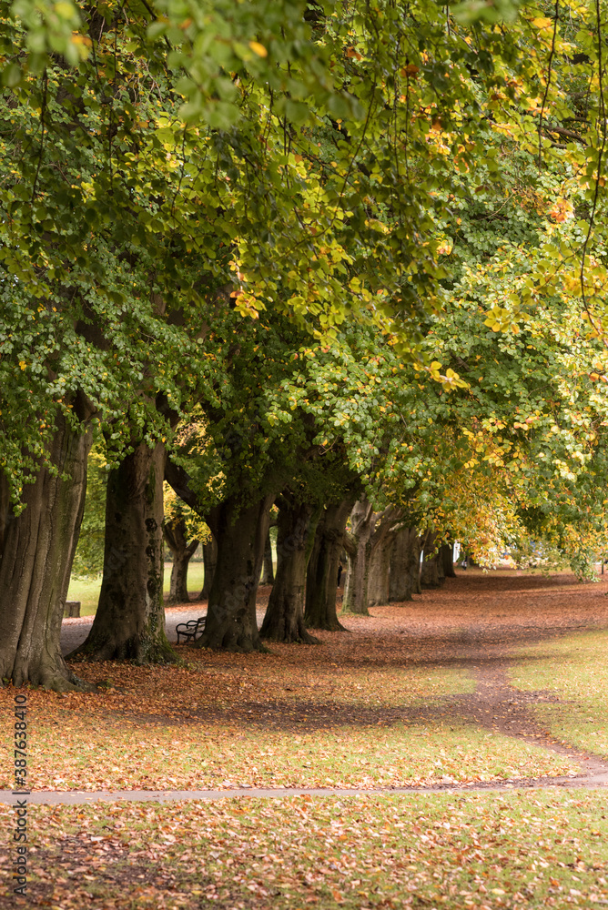 Naklejka premium autumn tree in the bristol clifton down