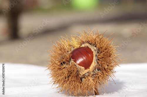 chestnuts isolated for background photo