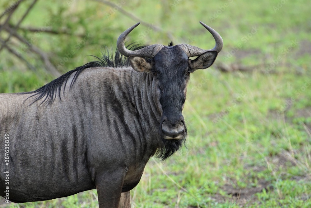Wildebeest in a meadow in the savannah portrait of a wildebeest photo in front Wildebeest in a meadow in the savannah portrait of a wildebeest photo in front