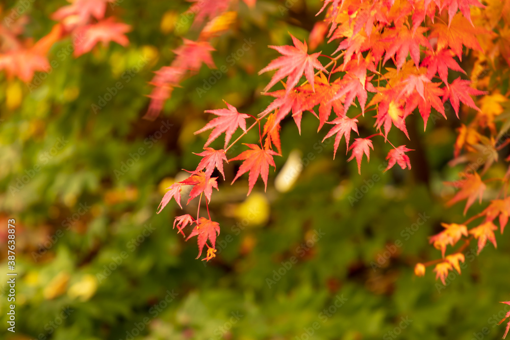 Diversität - Farbenvielfalt im Herbst Diversität - Farbenvielfalt im Herbst